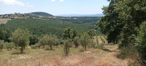 Rustico in vendita a Sorano