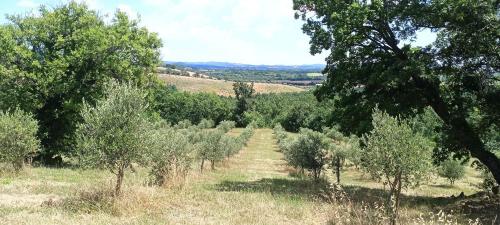 Rustico in vendita a Sorano