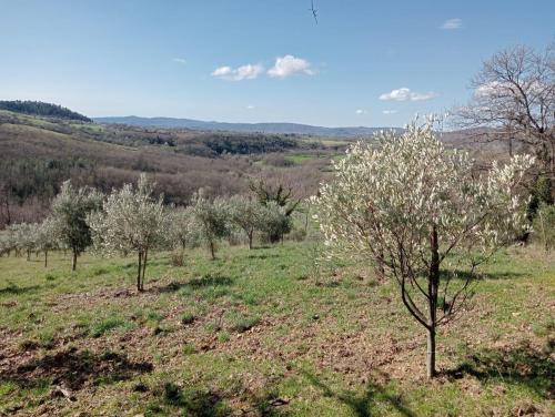 Rustico in vendita a Sorano