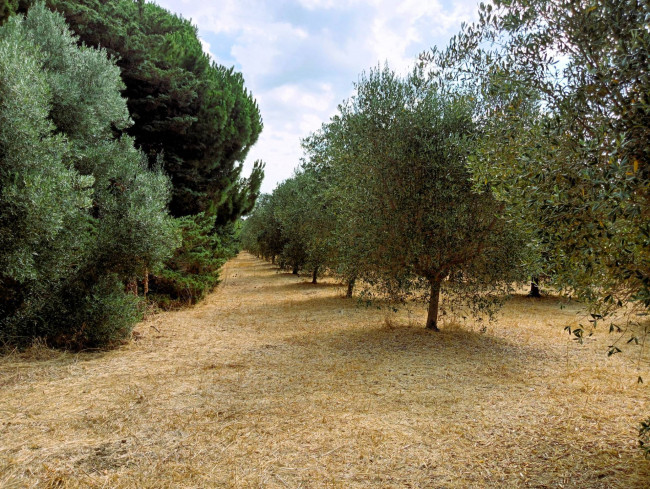 Villa in vendita a Tarquinia