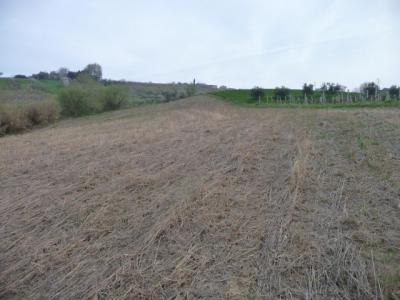 Terreno Agricolo in vendita a Acquaviva Picena