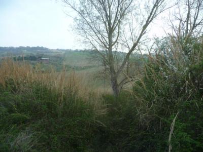 Terreno Agricolo in vendita a Acquaviva Picena