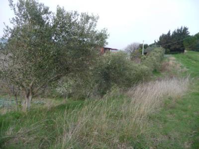 Terreno Agricolo in vendita a Acquaviva Picena