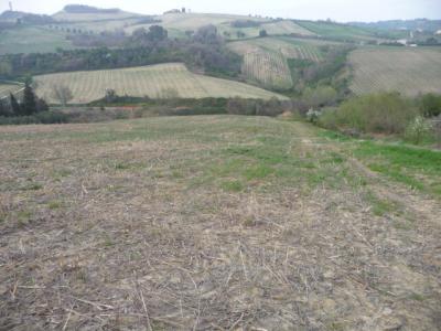 Terreno Agricolo in vendita a Acquaviva Picena