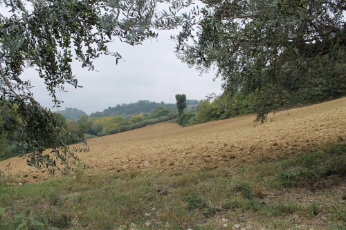 Rustico/Casale in vendita a Massignano