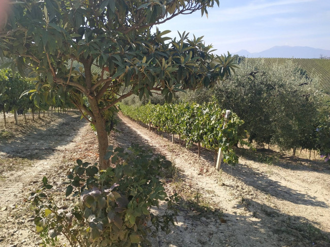 Rustico/Casale in vendita a Acquaviva Picena