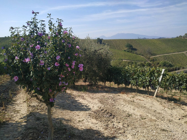 Rustico/Casale in vendita a Acquaviva Picena