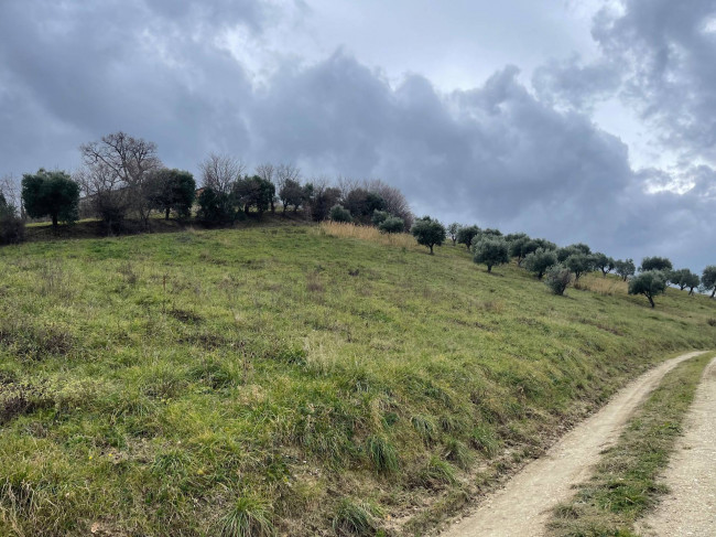 Terreno Agricolo in vendita a Ripatransone