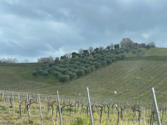 Terreno Agricolo in vendita a Ripatransone