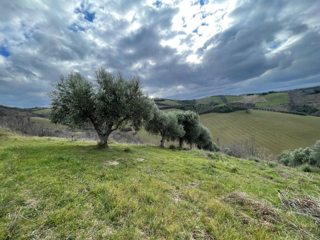 Terreno Agricolo in vendita a Ripatransone