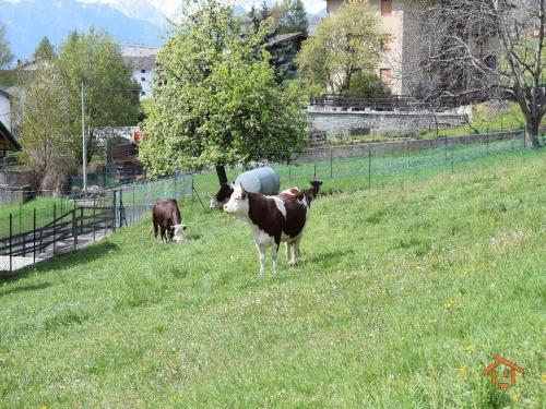 Appartamento in vendita a Challand-Saint-Anselme