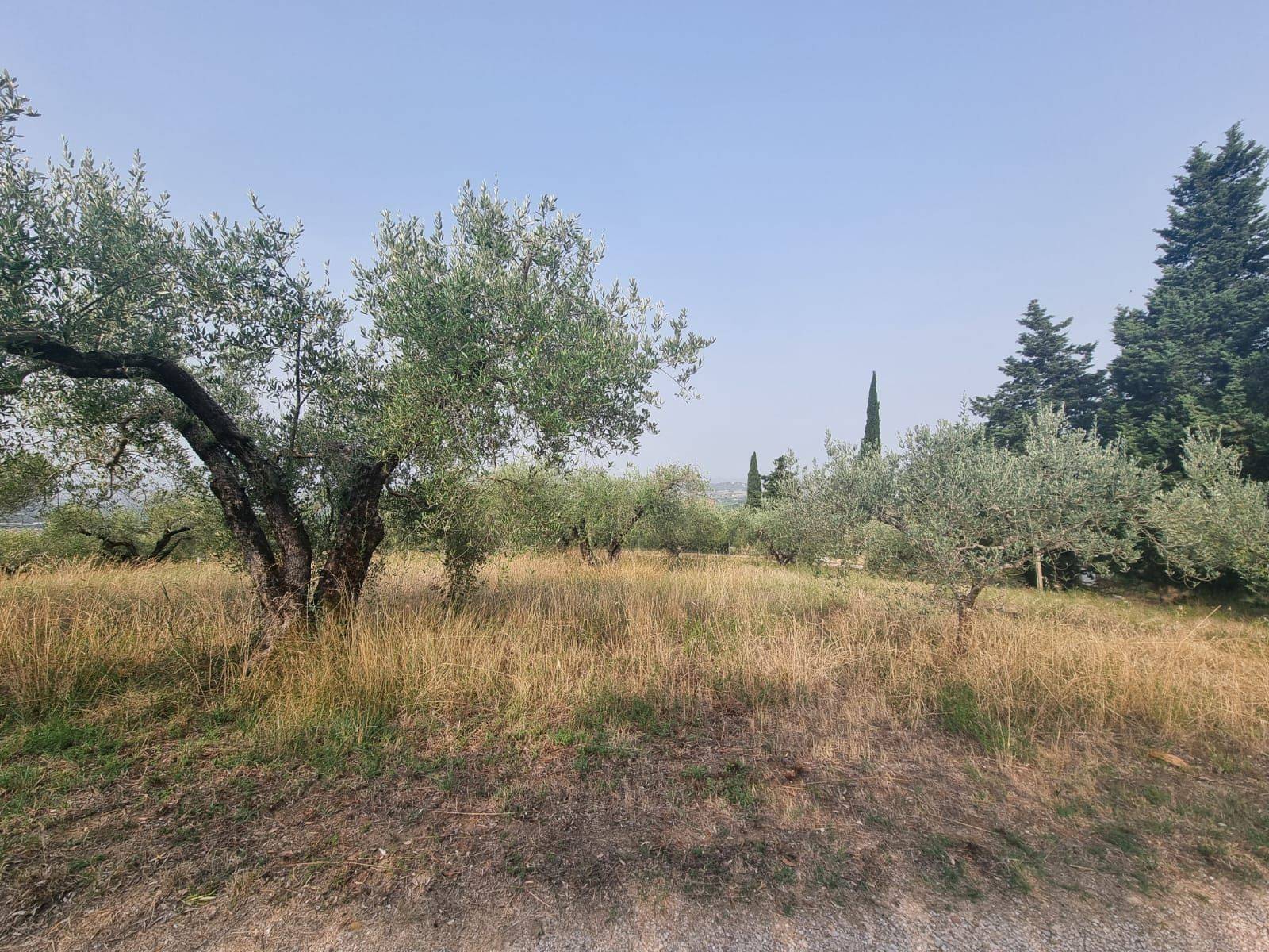 Agricultural Land for sale in Deruta