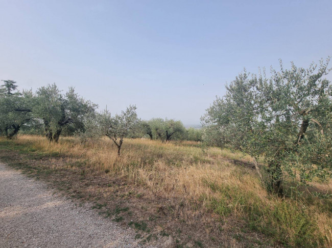 Agricultural Land for sale in Deruta