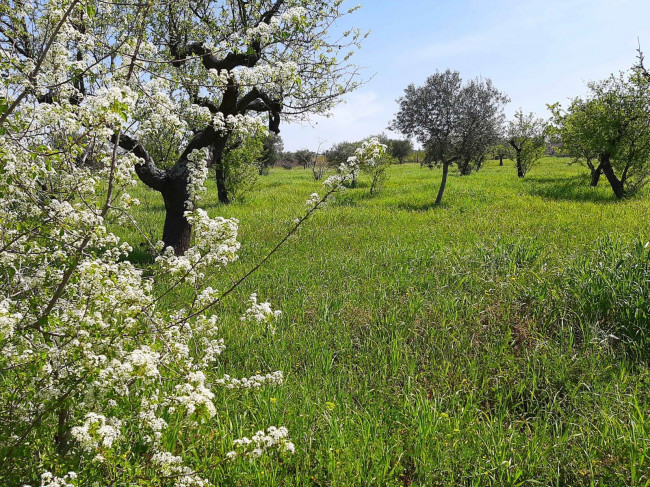 Trulli in vendita a Polignano a Mare