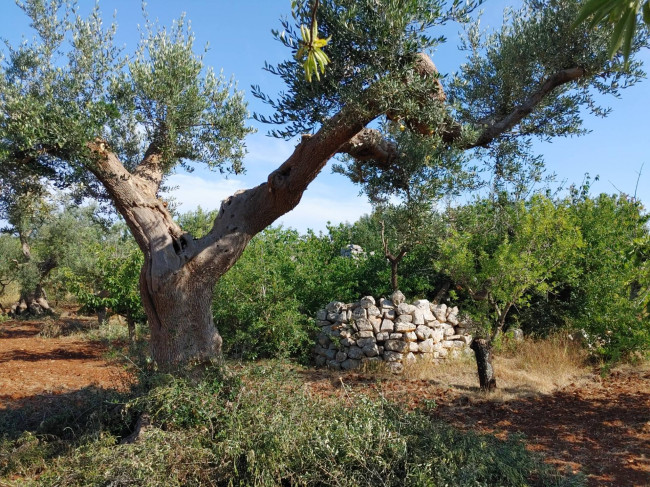 Rustico in vendita a Castellana Grotte
