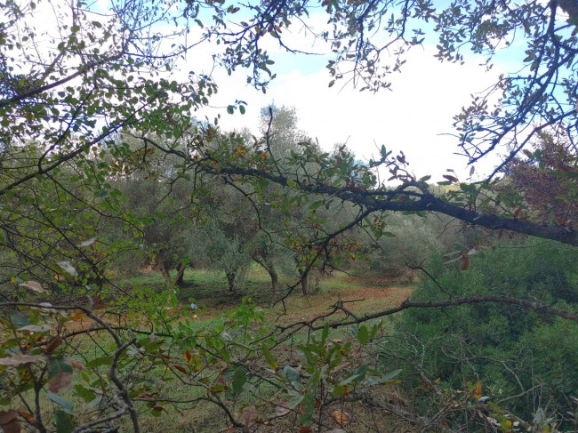 Trulli in vendita a Monopoli