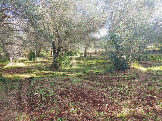 Trulli in vendita a Monopoli