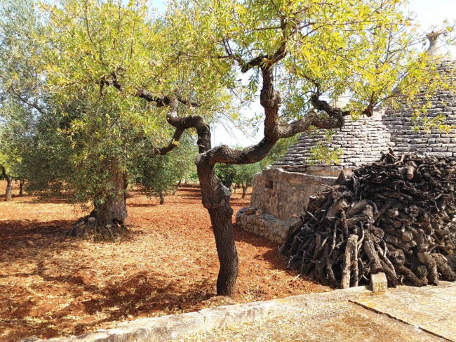 Trulli in vendita a Castellana Grotte