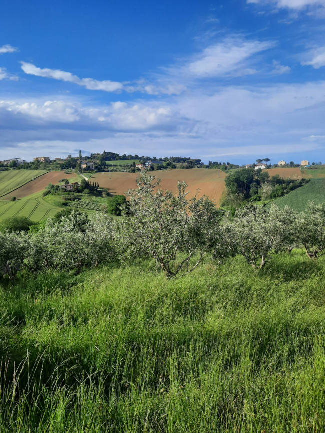 Terreno Agricolo in vendita a Montegranaro