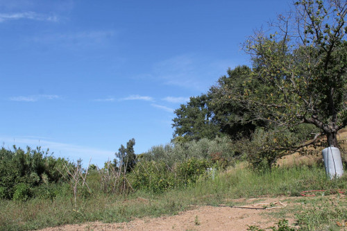 Terreno agricolo in vendita a San Giacomo Degli Schiavoni (CB)