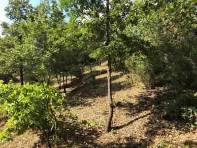 Terreno agricolo in vendita a Santa Marinella (RM)