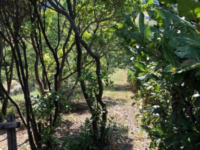 Terreno agricolo in vendita a Santa Marinella (RM)