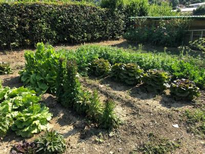 Terreno agricolo in vendita a Santa Marinella (RM)