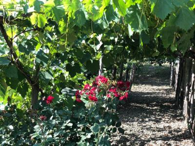 Terreno agricolo in vendita a Santa Marinella (RM)