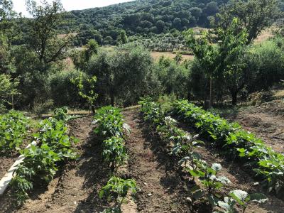 Terreno agricolo in vendita a Santa Marinella (RM)