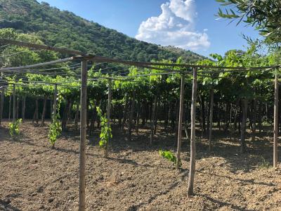 Terreno agricolo in vendita a Santa Marinella (RM)