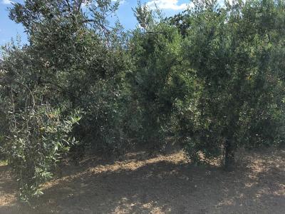 Terreno agricolo in vendita a Santa Marinella (RM)