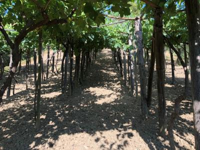 Terreno agricolo in vendita a Santa Marinella (RM)