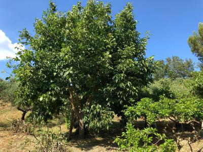 Terreno agricolo in vendita a Santa Marinella (RM)