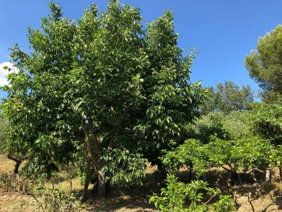 Terreno agricolo in vendita a Santa Marinella (RM)