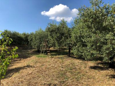 Terreno agricolo in vendita a Santa Marinella (RM)