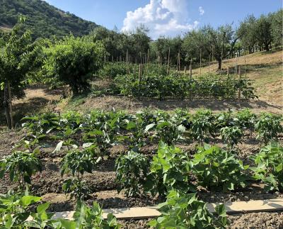 Terreno agricolo in vendita a Santa Marinella (RM)