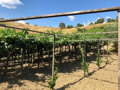 Terreno agricolo in vendita a Santa Marinella (RM)