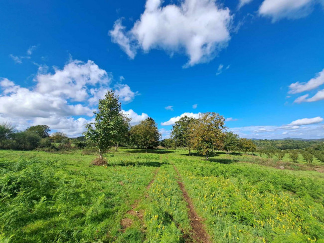 Terreno Agricolo in vendita