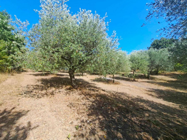 Casa indipendente in vendita a Barbarano Romano (VT)