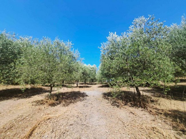 Casa indipendente in vendita a Barbarano Romano (VT)