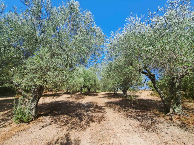 Casa indipendente in vendita a Barbarano Romano (VT)