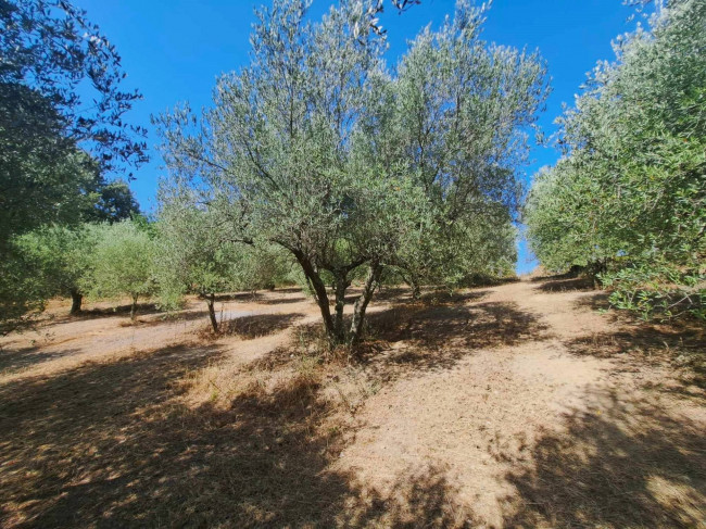 Casa indipendente in vendita a Barbarano Romano (VT)