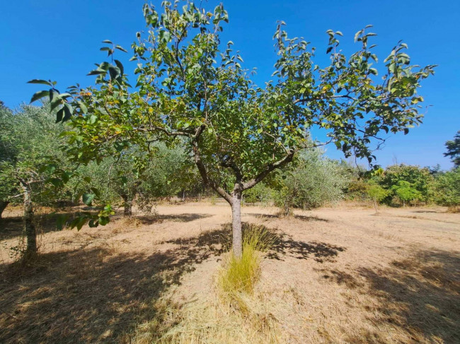 Casa indipendente in vendita a Barbarano Romano (VT)