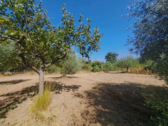 Casa indipendente in vendita a Barbarano Romano (VT)