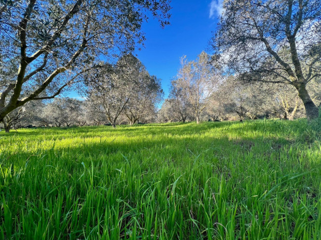 Terreno Agricolo in vendita