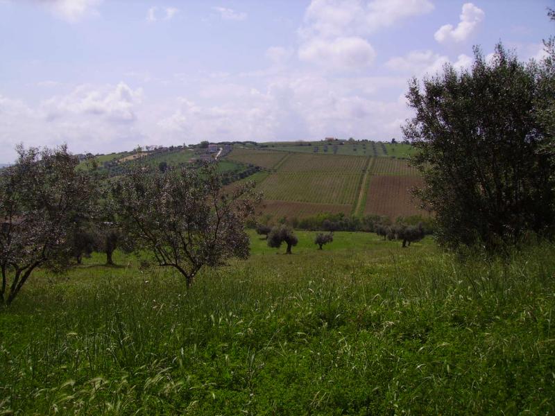 Rustico - Cascina COLONNELLA vendita  Contrada Rio Moro  Casa Broker di Maravalle Nevio Luciano