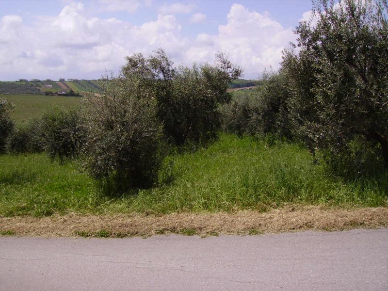 Rustico - Cascina COLONNELLA vendita  Contrada Rio Moro  Casa Broker di Maravalle Nevio Luciano