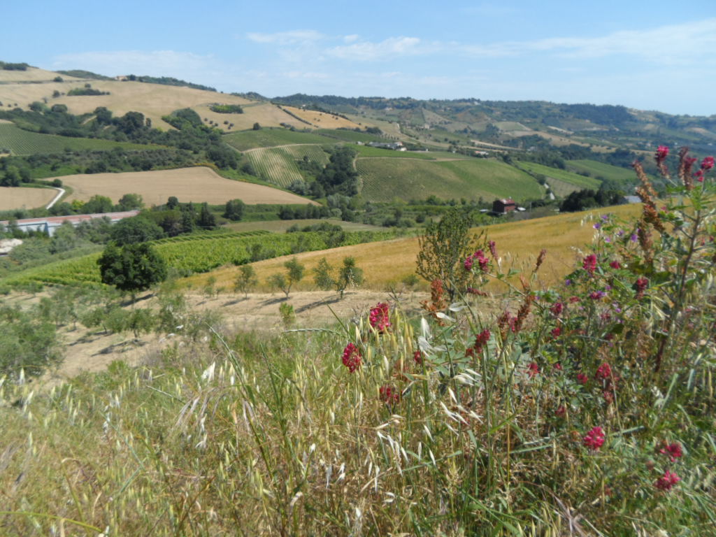 Rustico - Cascina ACQUAVIVA PICENA vendita  Sant