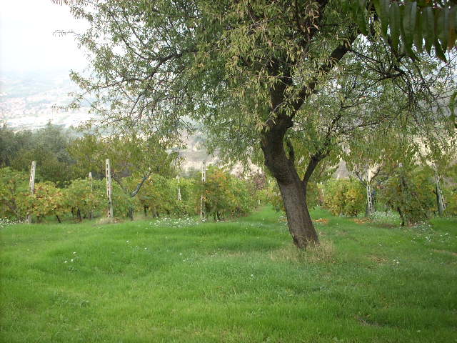 Rustico - Cascina CONTROGUERRA vendita    Casa Broker di Maravalle Nevio Luciano