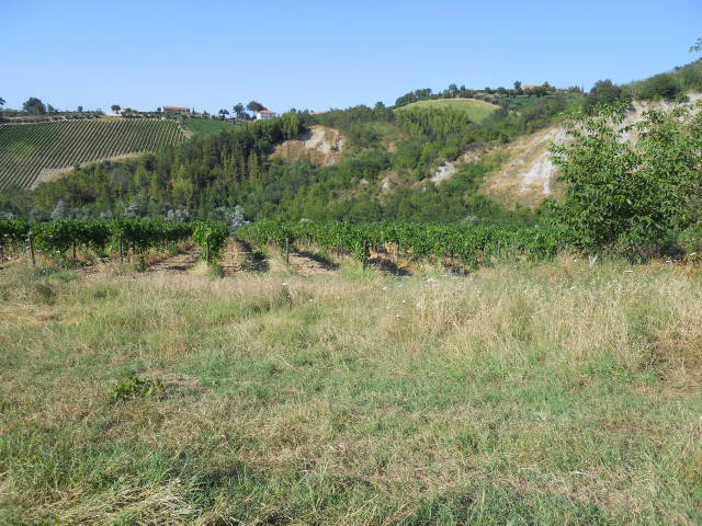 Rustico - Cascina COSSIGNANO vendita    Casa Broker di Maravalle Nevio Luciano